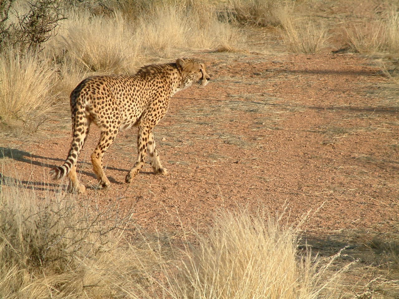 20 juli 2006 Fish River Canyon – Sossusvlei