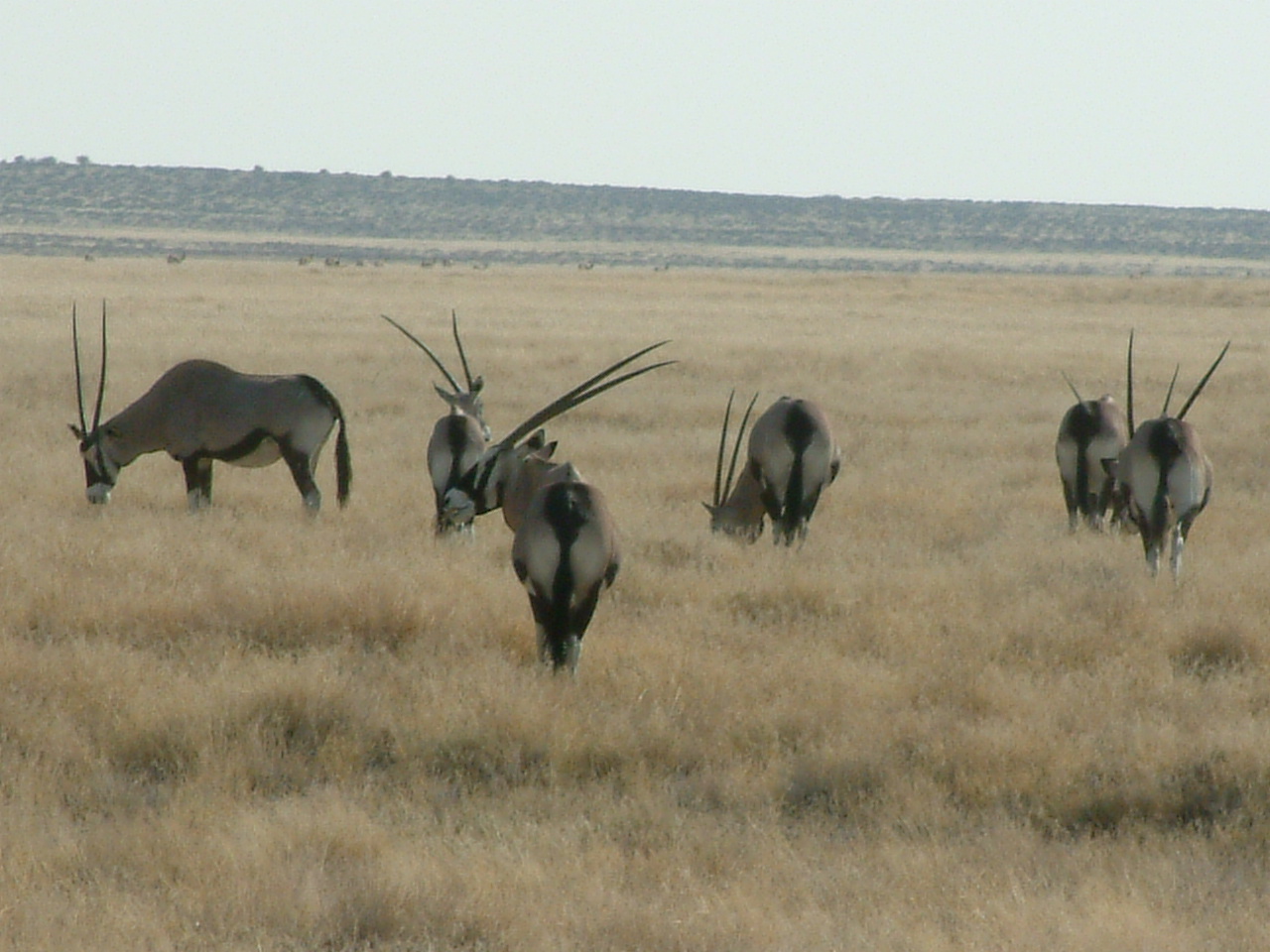 26 juli 2006 Etosha NP