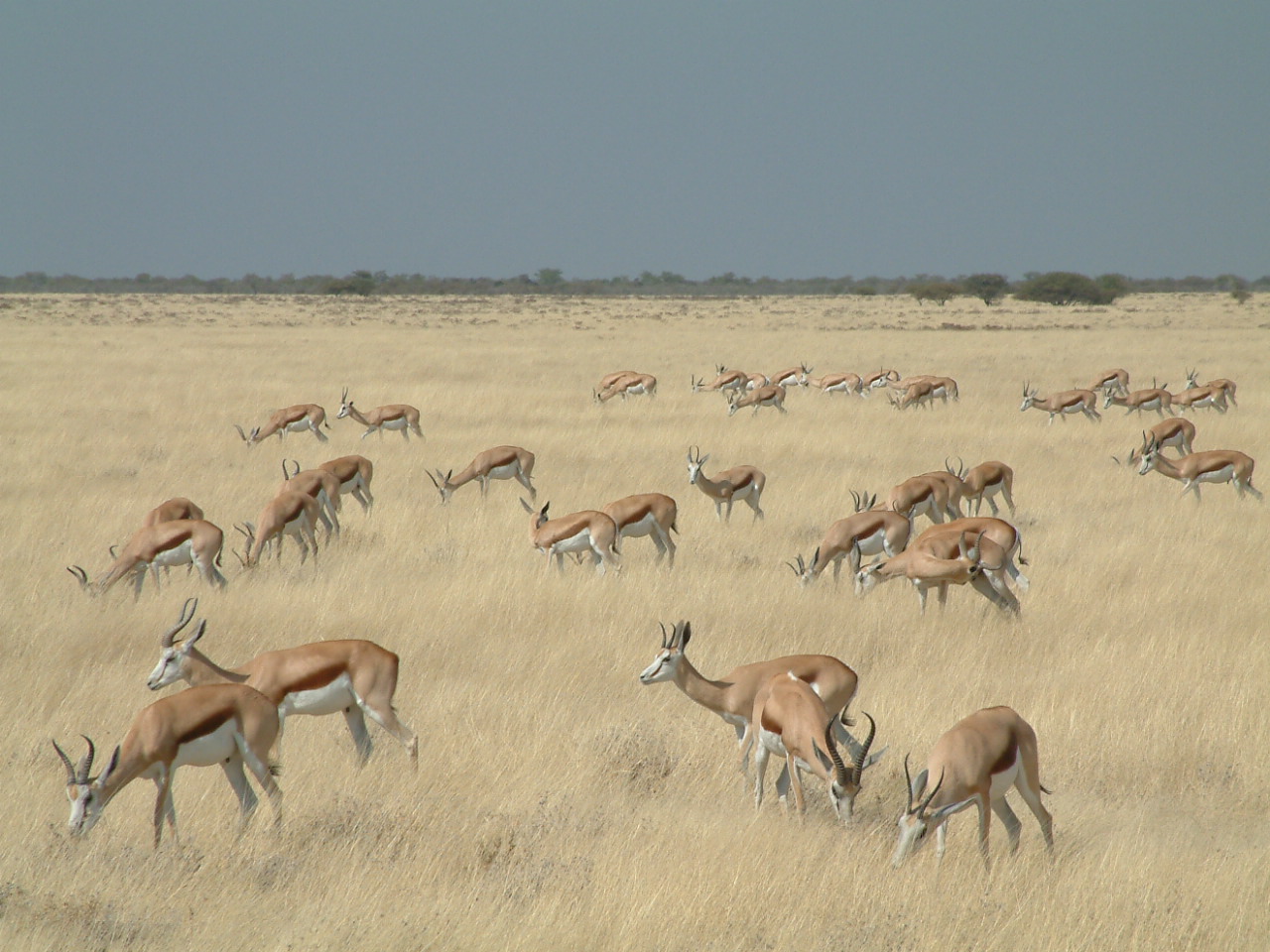 27 juli 2006 Etosha NP