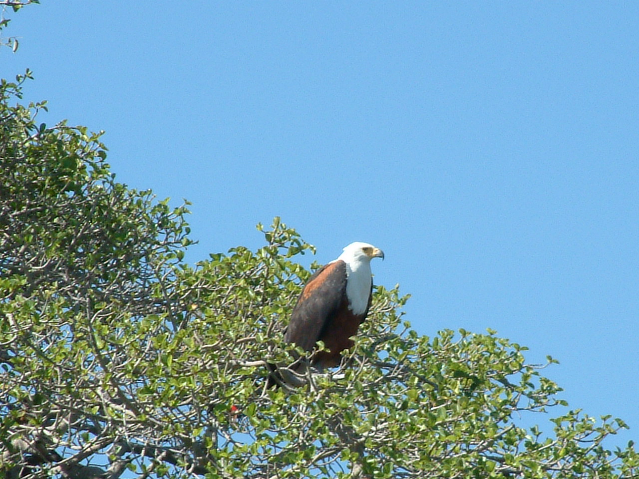 30 juli 2006 N’Gepi – Okavango delta