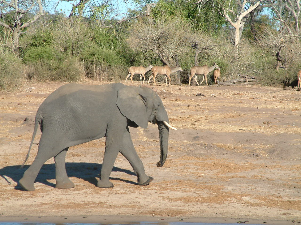 2 augustus 2006 Chobe NP